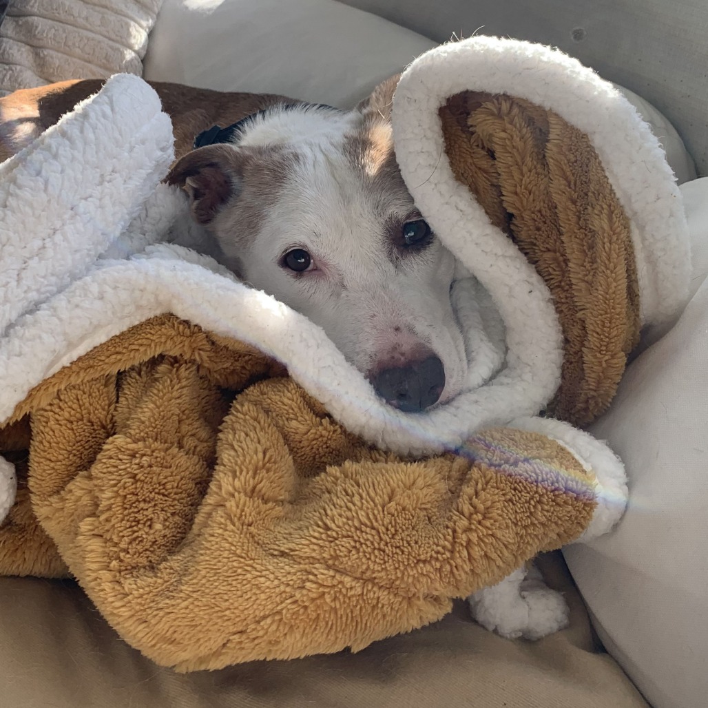 Scout Terrier, Pit Bull/Hound, Basset Tan None