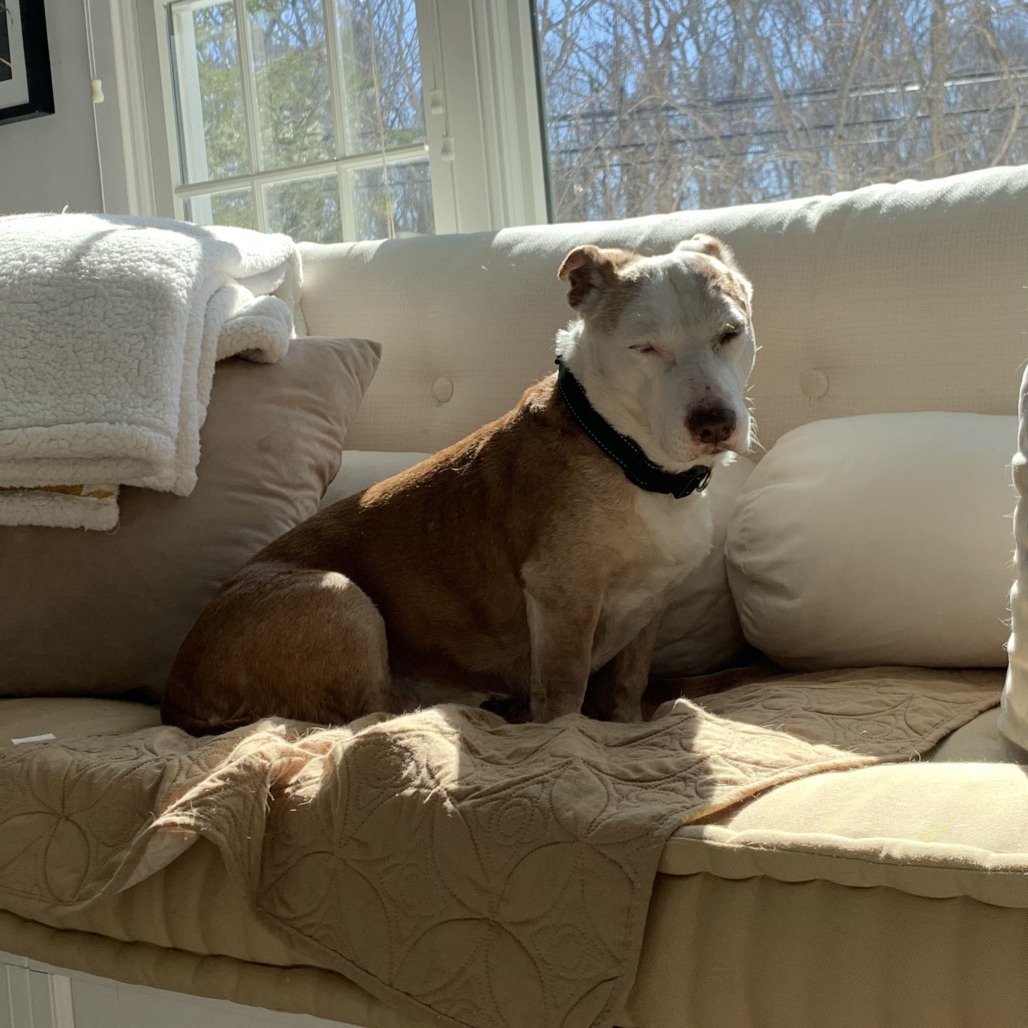 Scout Terrier, Pit Bull/Hound, Basset Tan None