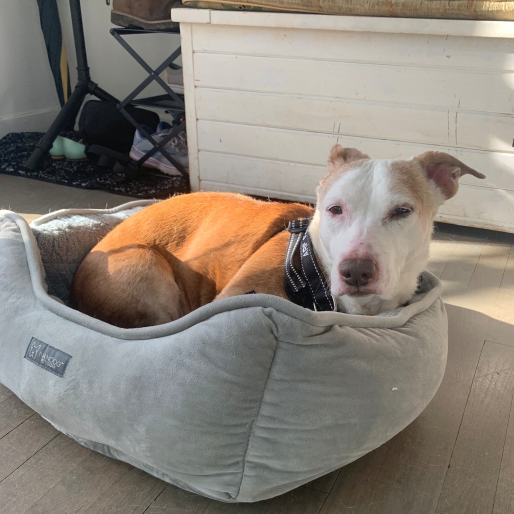 Scout Terrier, Pit Bull/Hound, Basset Tan None