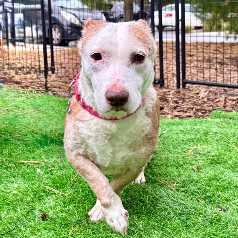 Scout Terrier, Pit Bull/Hound, Basset Tan None