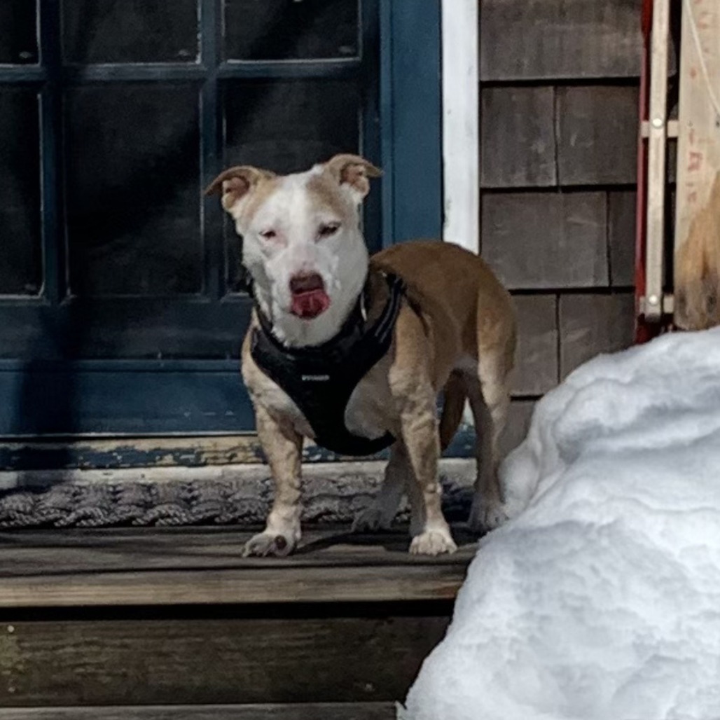 Scout Terrier, Pit Bull/Hound, Basset Tan None