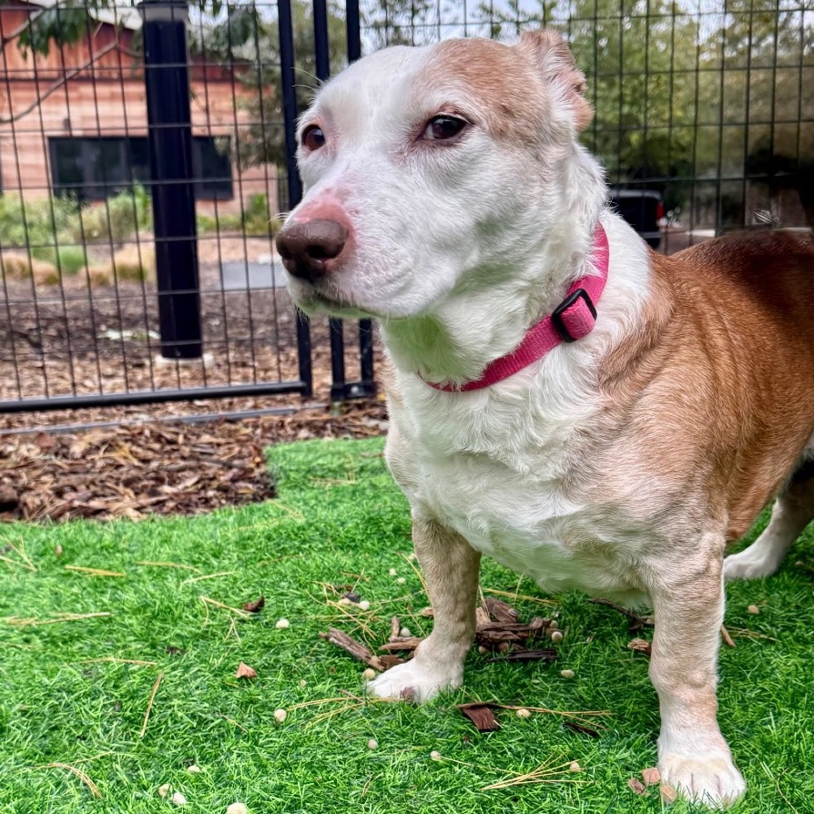 Scout Terrier, Pit Bull/Hound, Basset Tan None