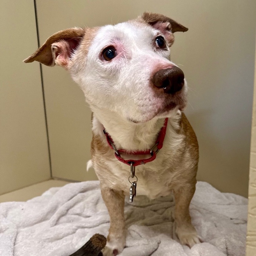 Scout Terrier, Pit Bull/Hound, Basset Tan None