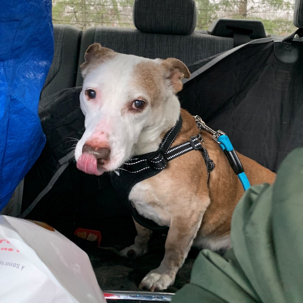 Scout Terrier, Pit Bull/Hound, Basset Tan None