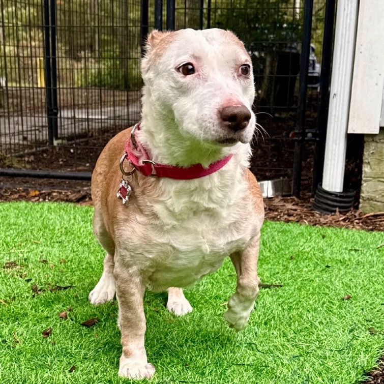 Scout Terrier, Pit Bull/Hound, Basset Tan None