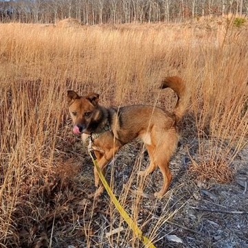 Scooby Collie, Smooth Brown/Black None