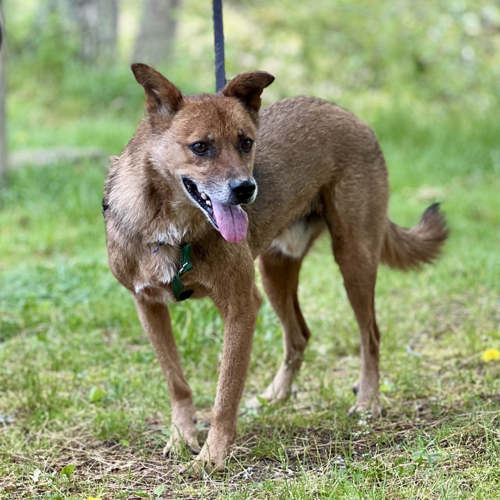 Scooby Collie, Smooth Brown/Black None