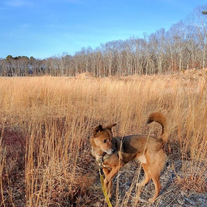 Scooby Collie, Smooth Brown/Black None
