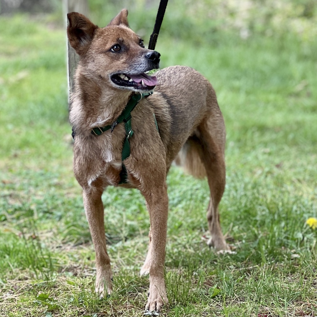 Scooby Collie, Smooth Brown/Black None