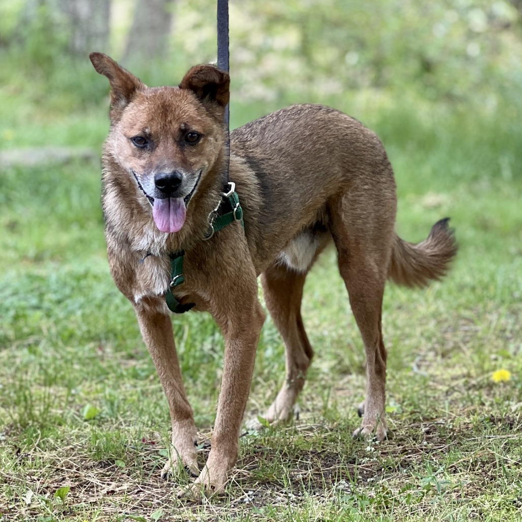 Scooby Collie, Smooth Brown/Black None