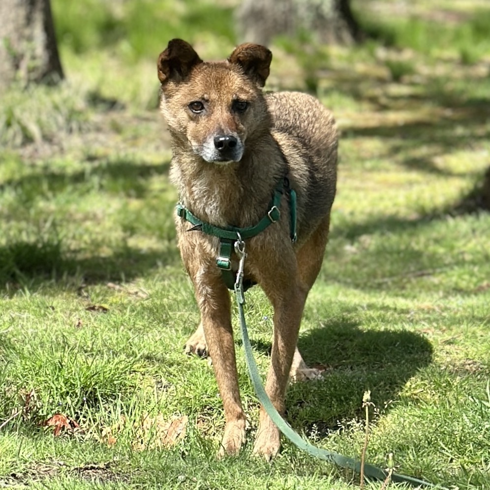 Scooby Collie, Smooth Brown/Black None