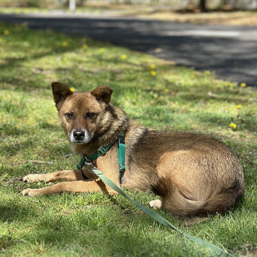 Scooby Collie, Smooth Brown/Black None