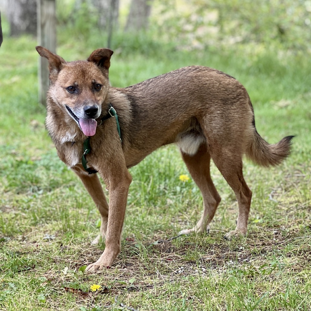 Scooby Collie, Smooth Brown/Black None