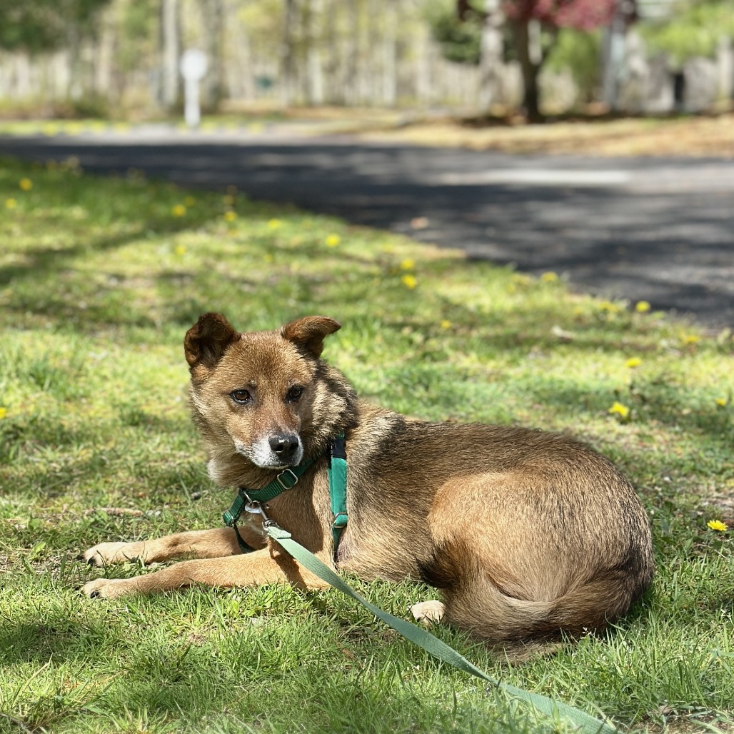 Scooby Collie, Smooth Brown/Black None