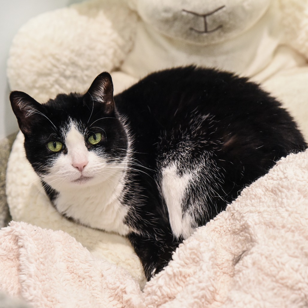 Julie Domestic Shorthair Black/White None