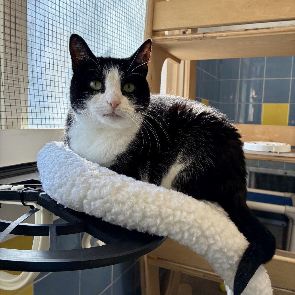 Julie Domestic Shorthair Black/White None