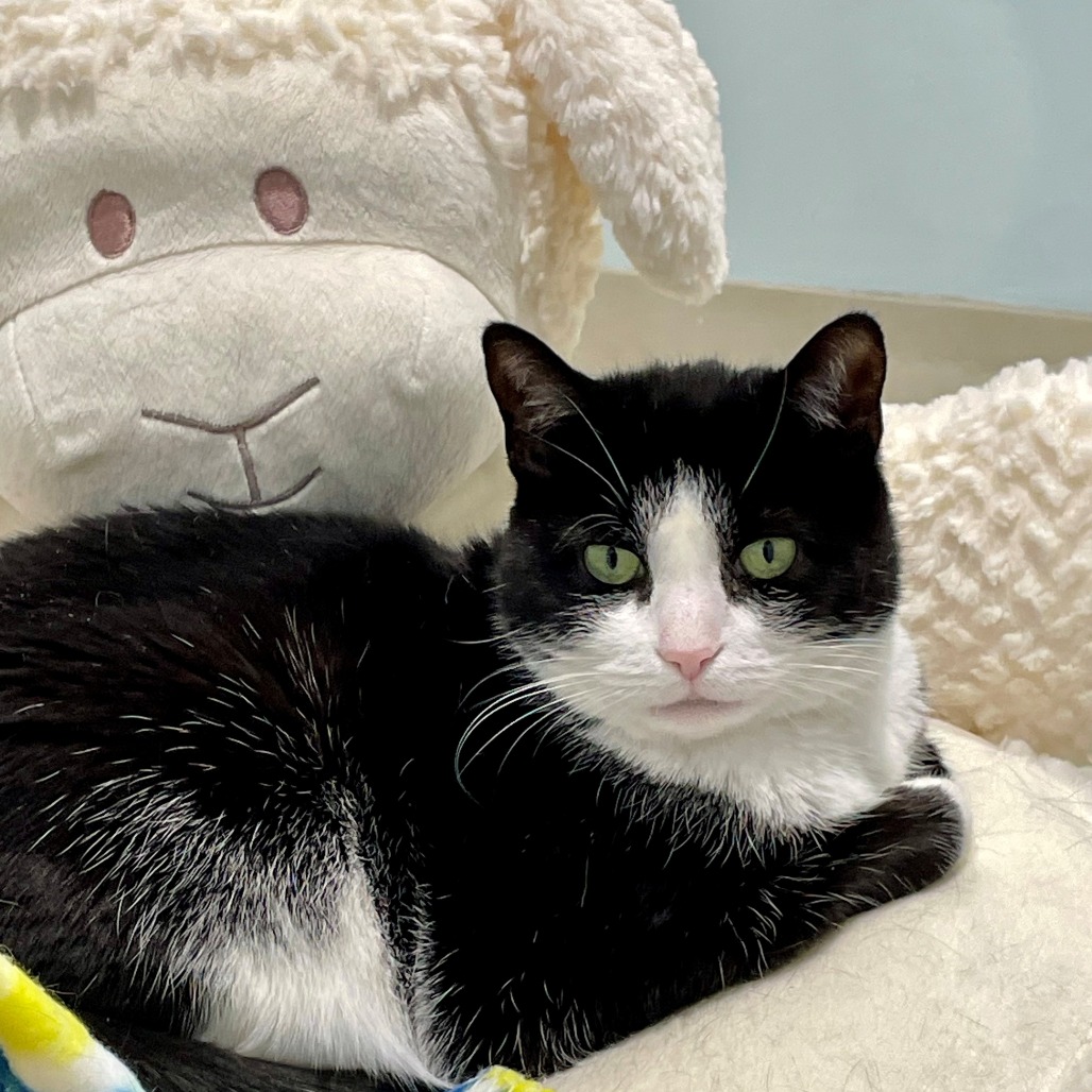 Julie Domestic Shorthair Black/White None