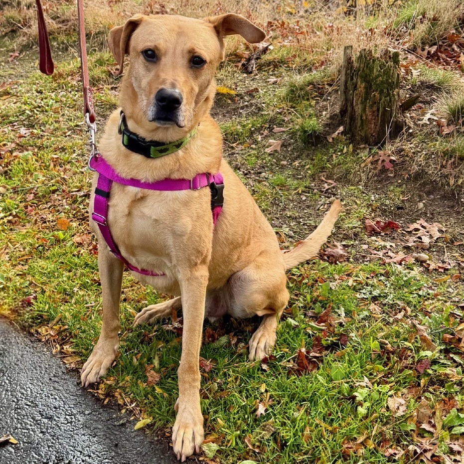 Scooter Retriever, Labrador Yellow 
