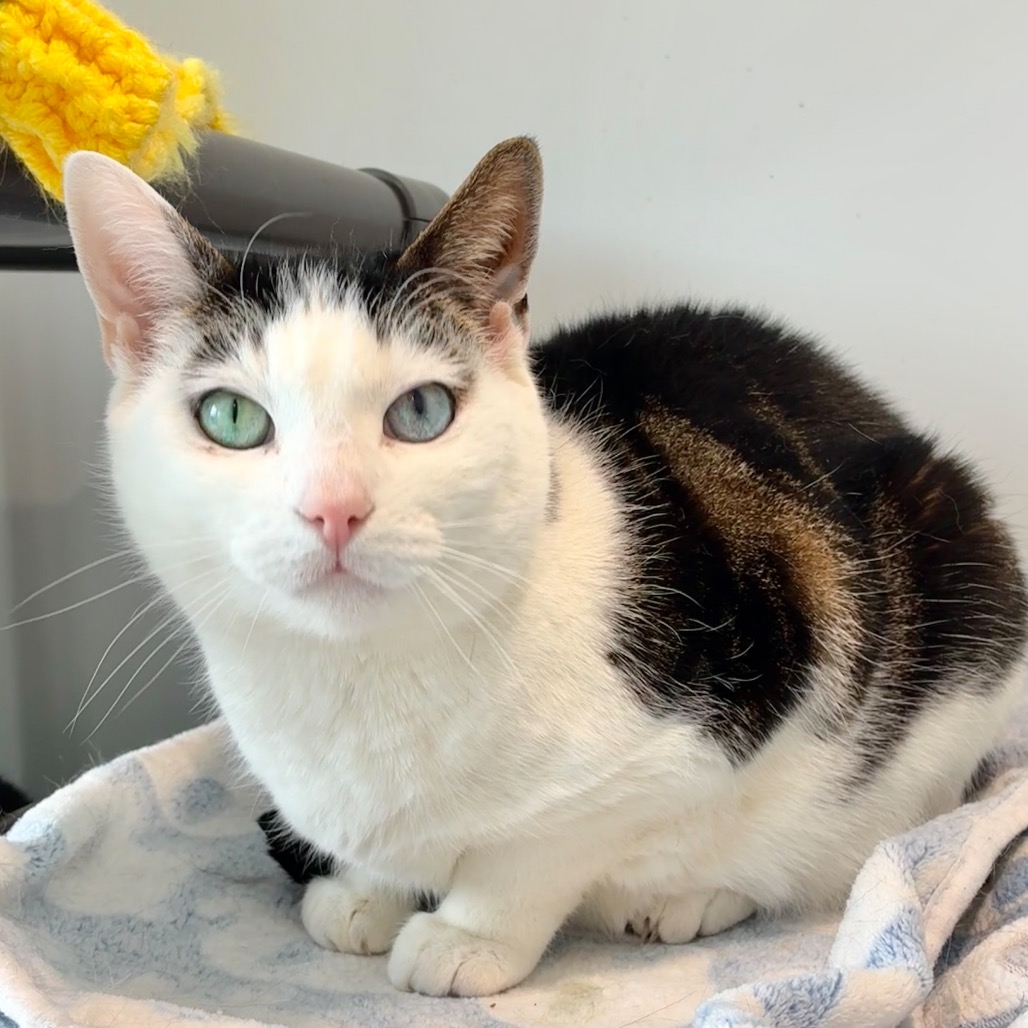 Mila Domestic Shorthair Brown/White