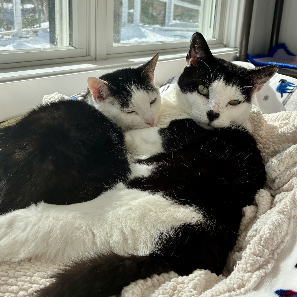 Mila Domestic Shorthair Brown/White