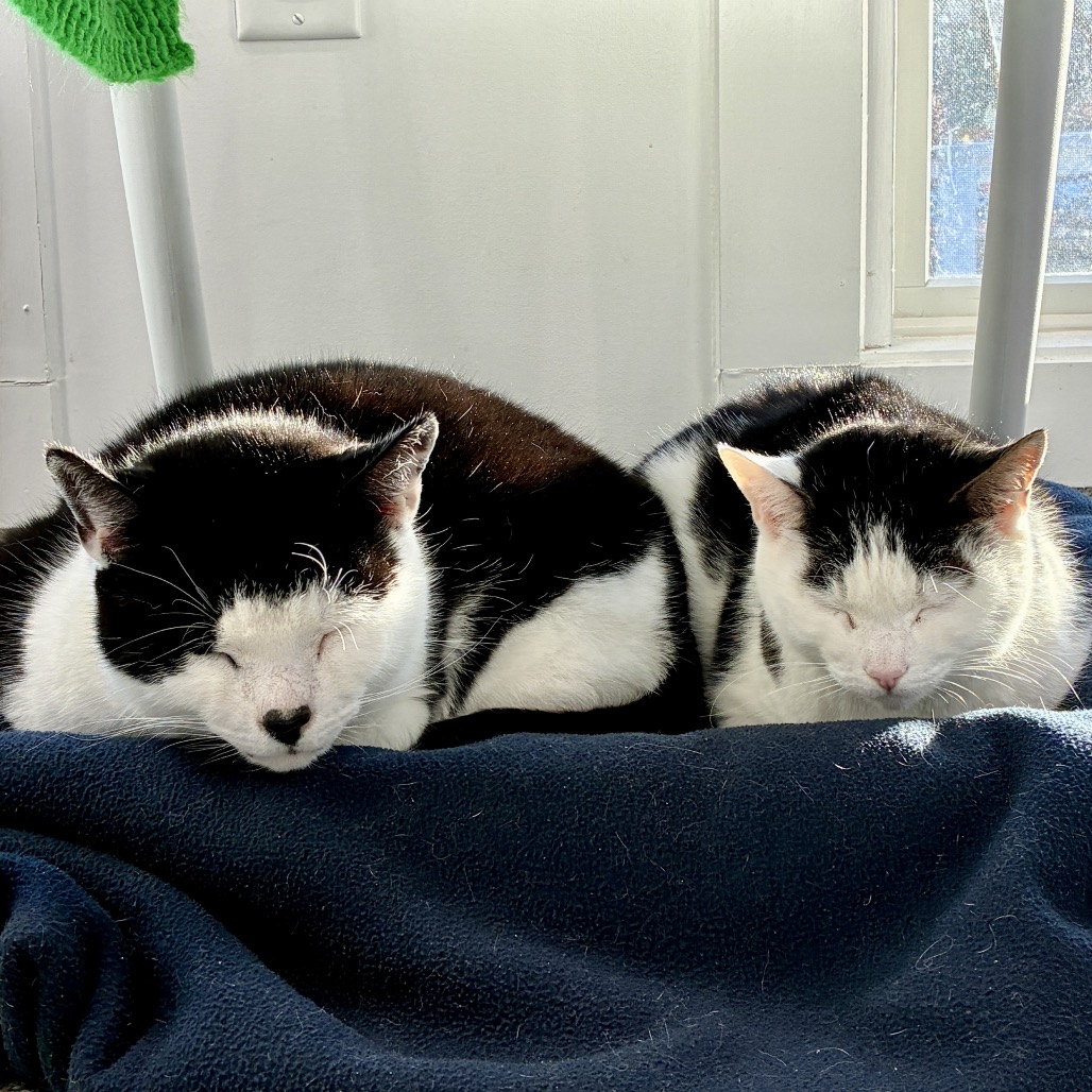 Mila Domestic Shorthair Brown/White