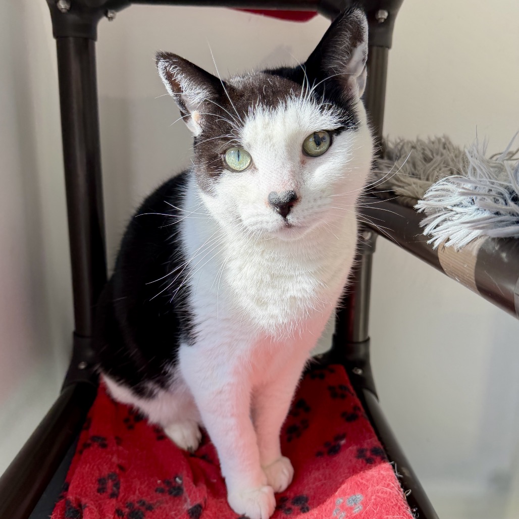 Gavin Domestic Shorthair Black/White 