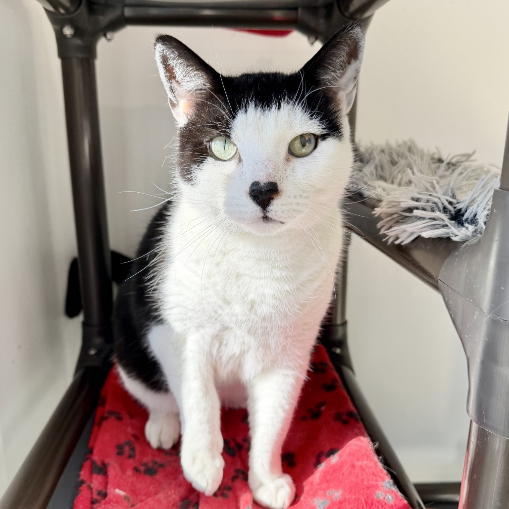 Gavin Domestic Shorthair Black/White 