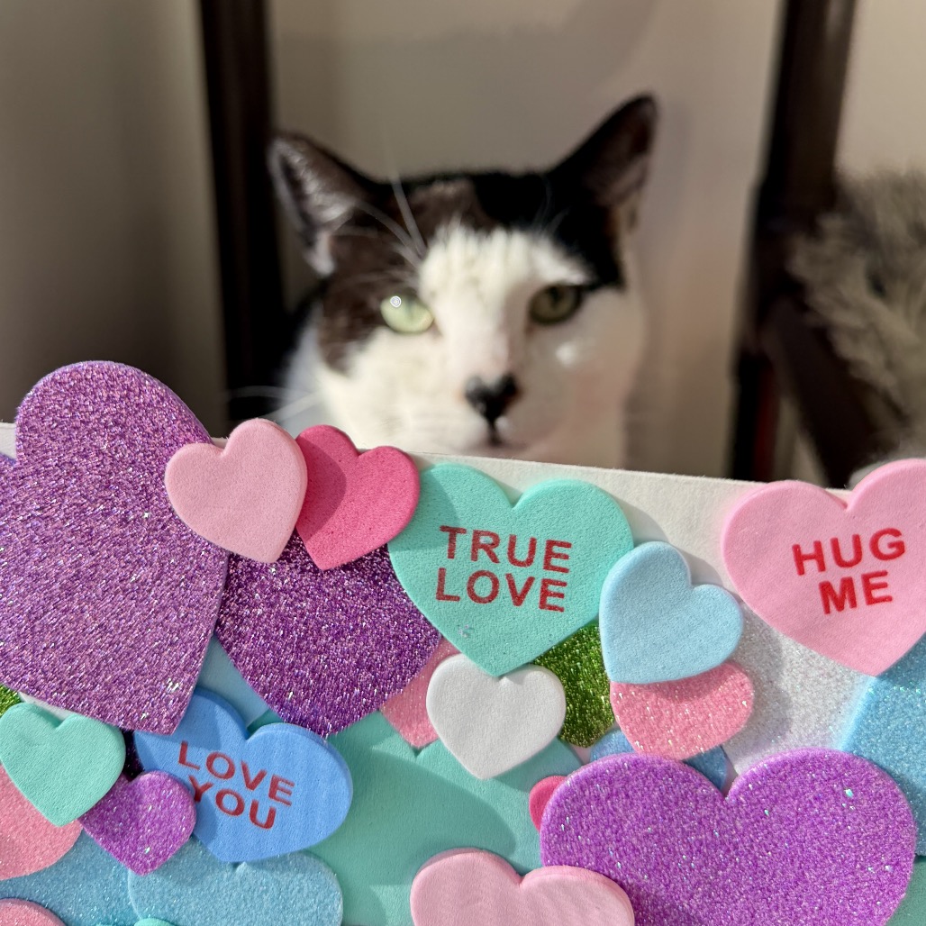 Gavin Domestic Shorthair Black/White 