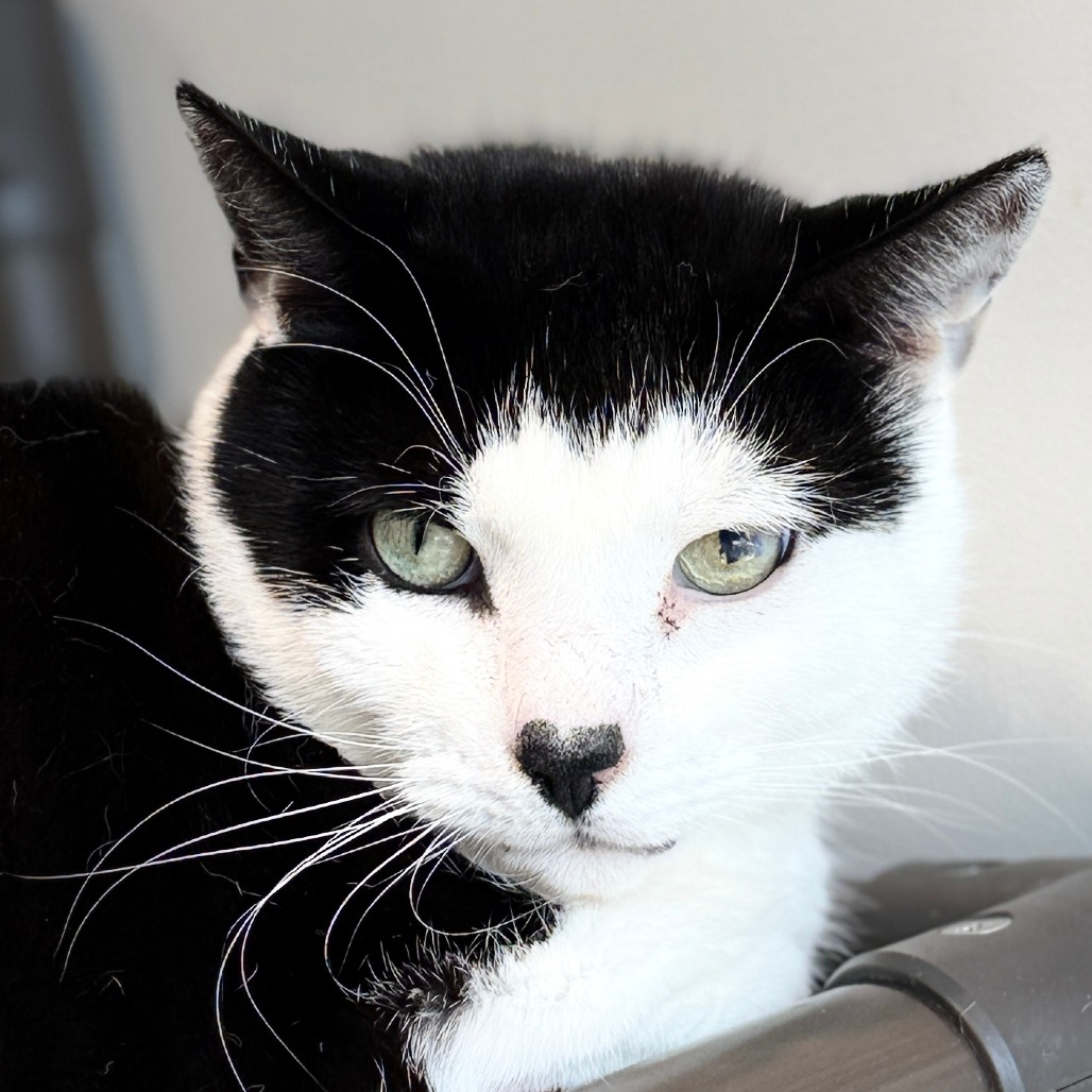 Gavin Domestic Shorthair Black/White 