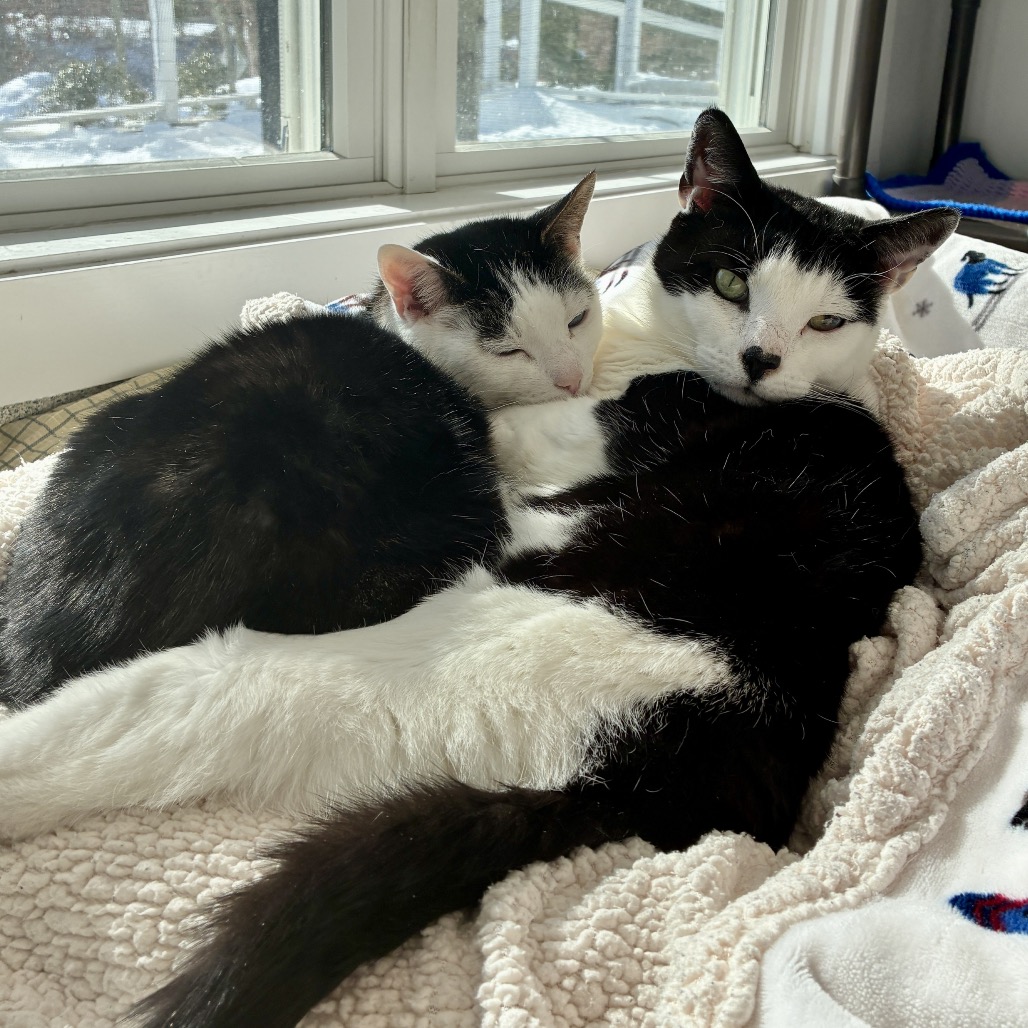 Gavin Domestic Shorthair Black/White 