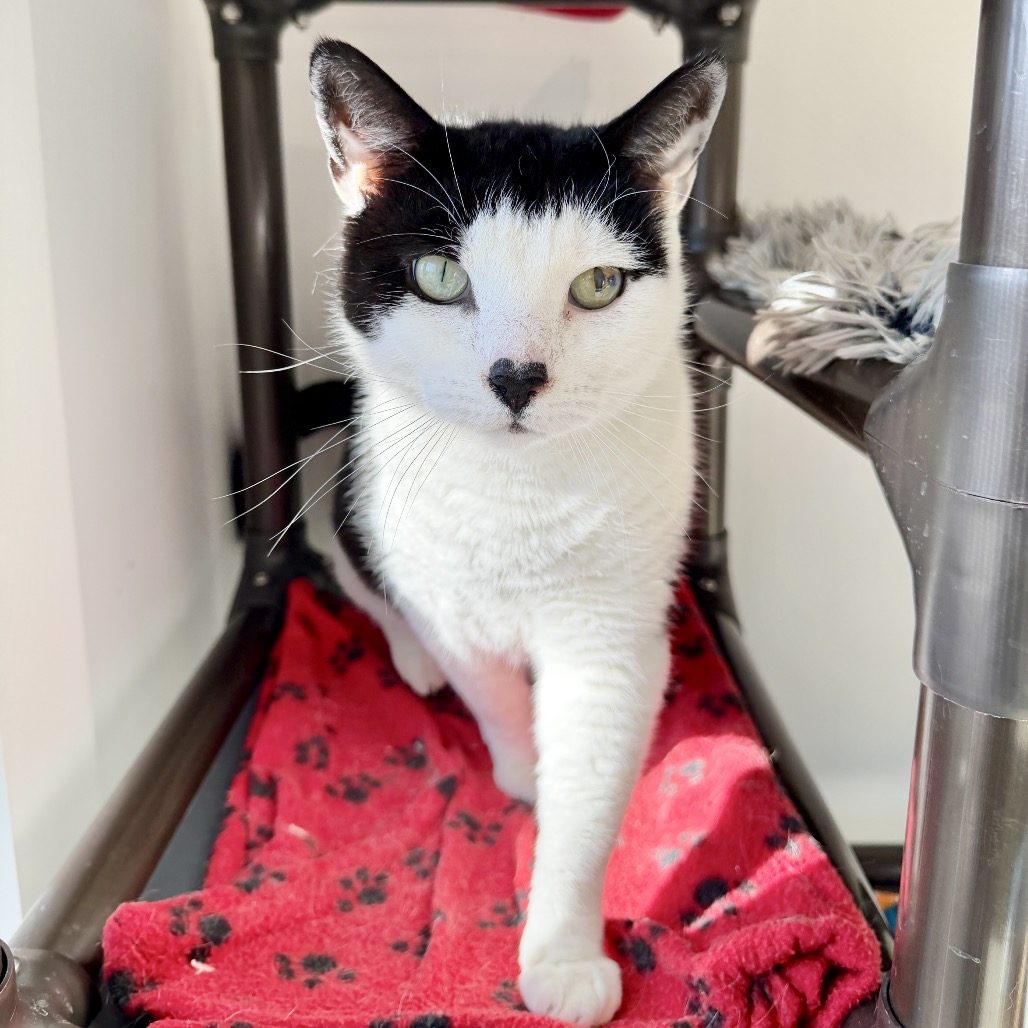 Gavin Domestic Shorthair Black/White 