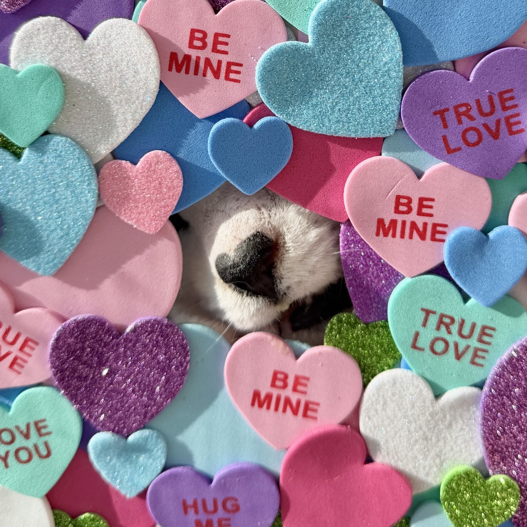 Gavin Domestic Shorthair Black/White 