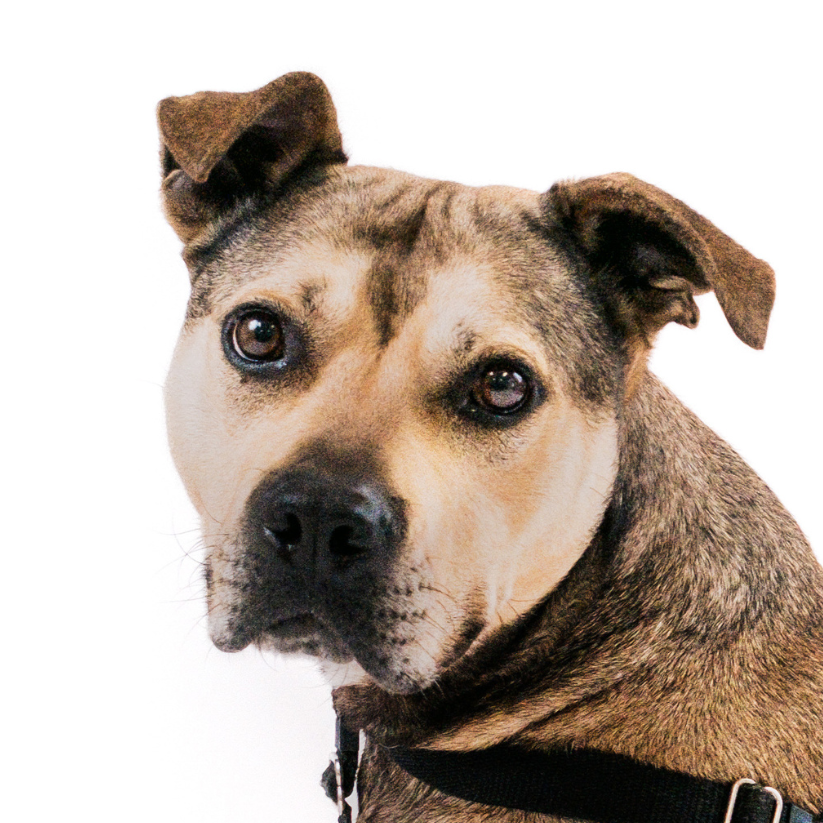 Hot Dog Bulldog, American/Mix Brown/Fawn None