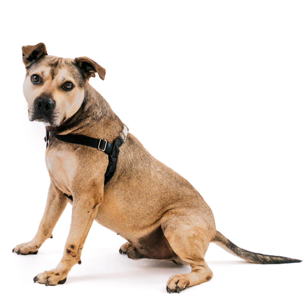 Hot Dog Bulldog, American/Mix Brown/Fawn None