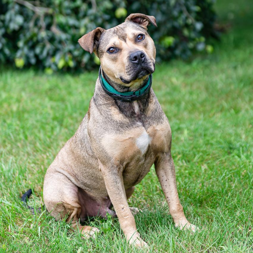 Hot Dog Bulldog, American/Mix Brown/Fawn None