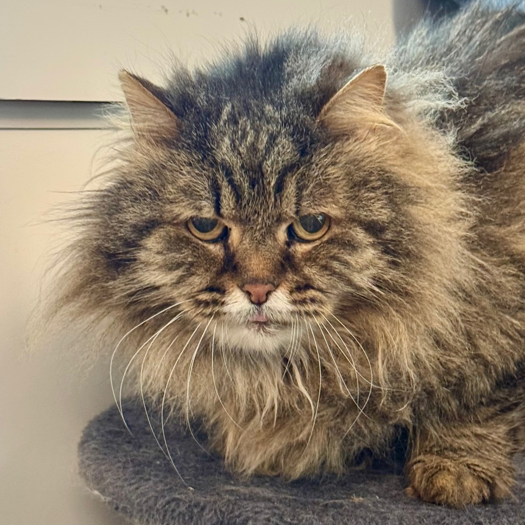 McFluffy Domestic Longhair Grey