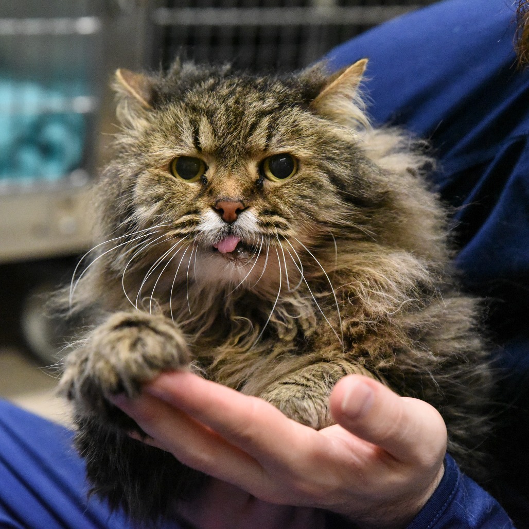 McFluffy Domestic Longhair Grey