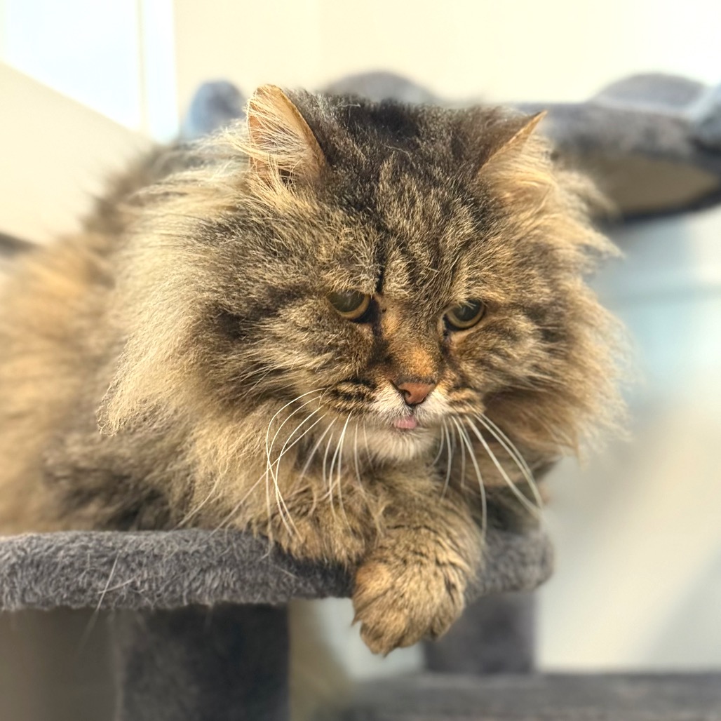 McFluffy Domestic Longhair Grey