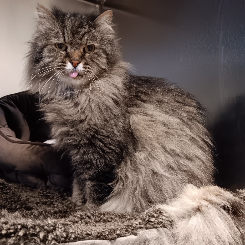 McFluffy Domestic Longhair Grey