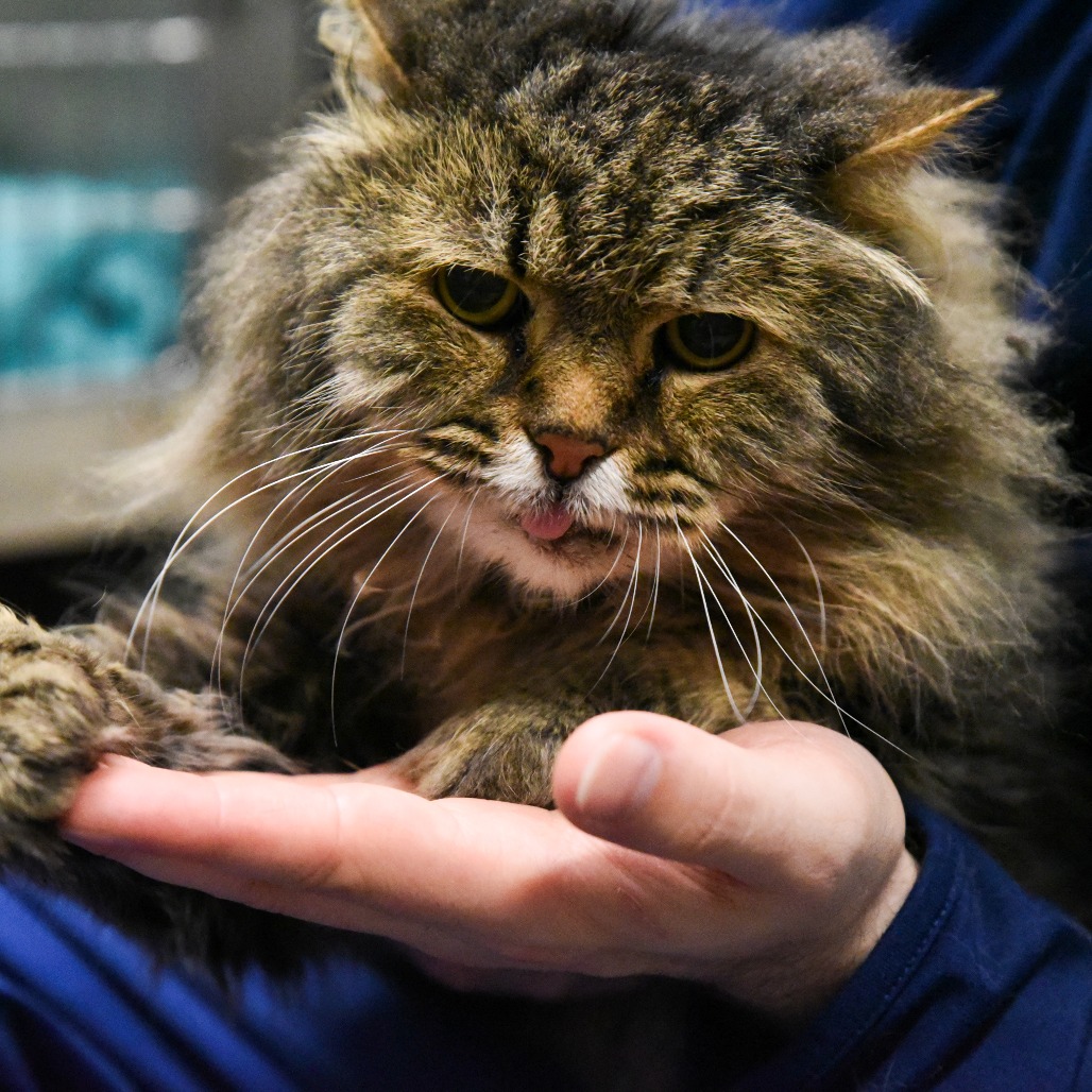 McFluffy Domestic Longhair Grey