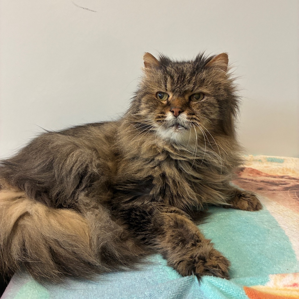 McFluffy Domestic Longhair Grey