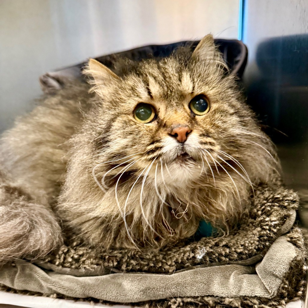 McFluffy Domestic Longhair Grey