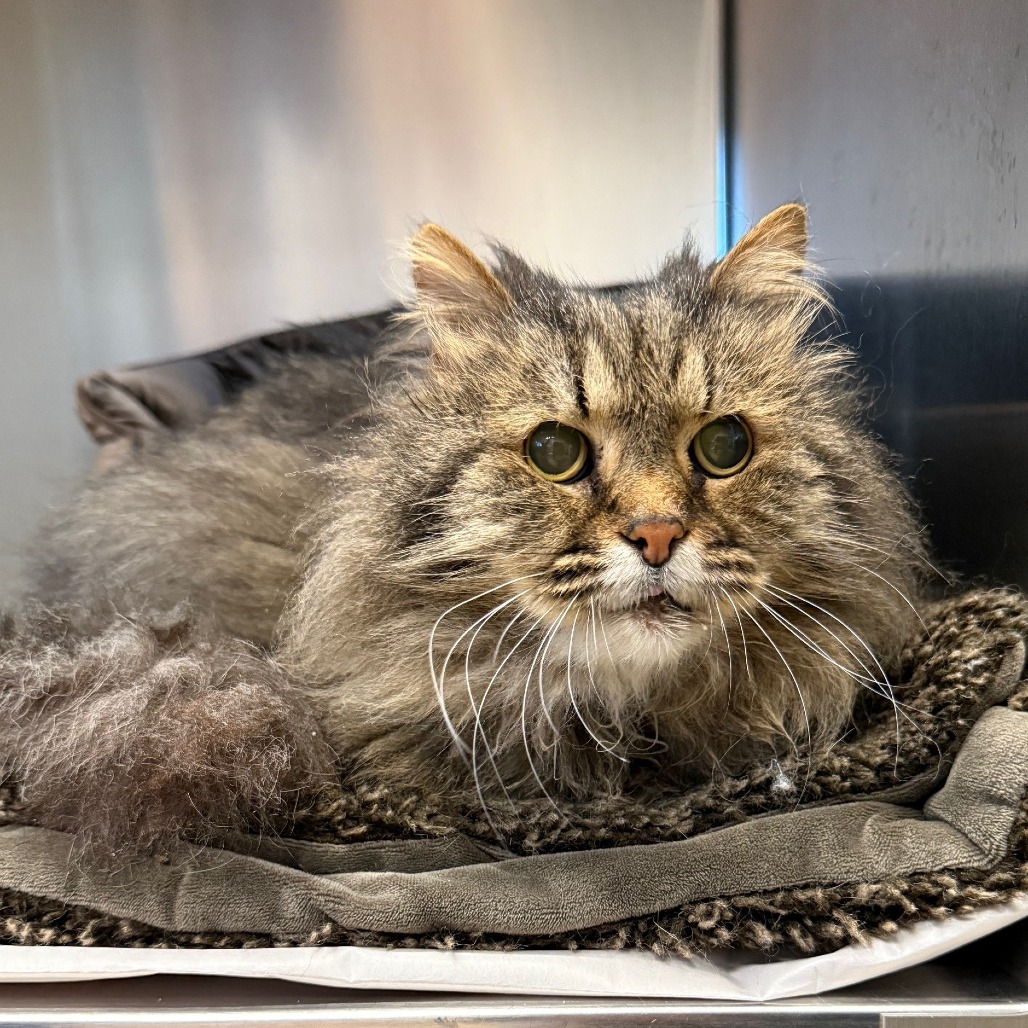 McFluffy Domestic Longhair Grey