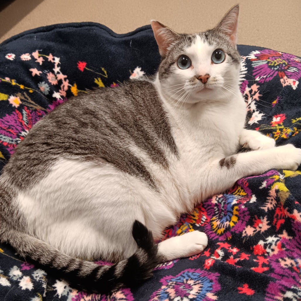 Charlotte Siamese/Mix White