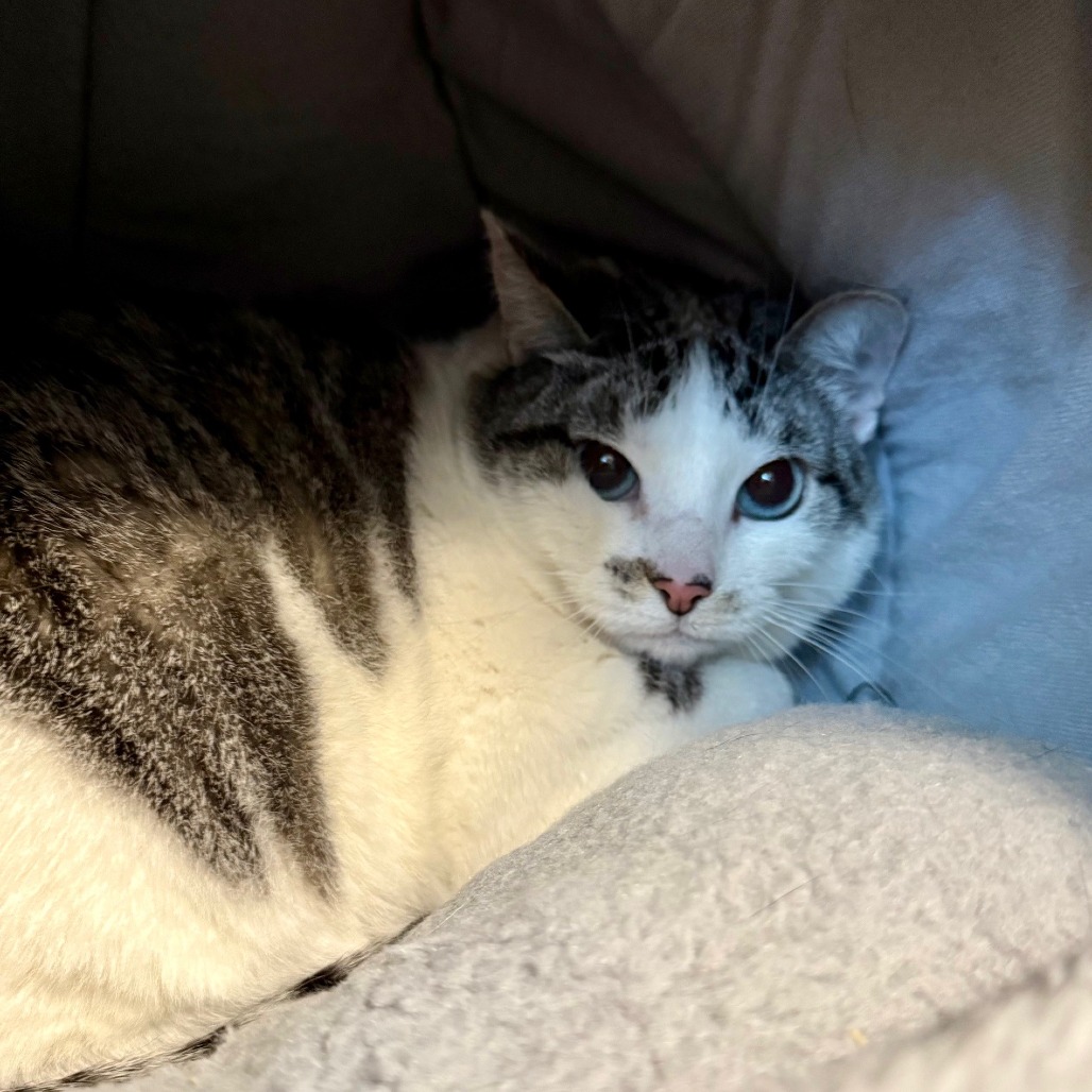 Charlotte Siamese/Mix White