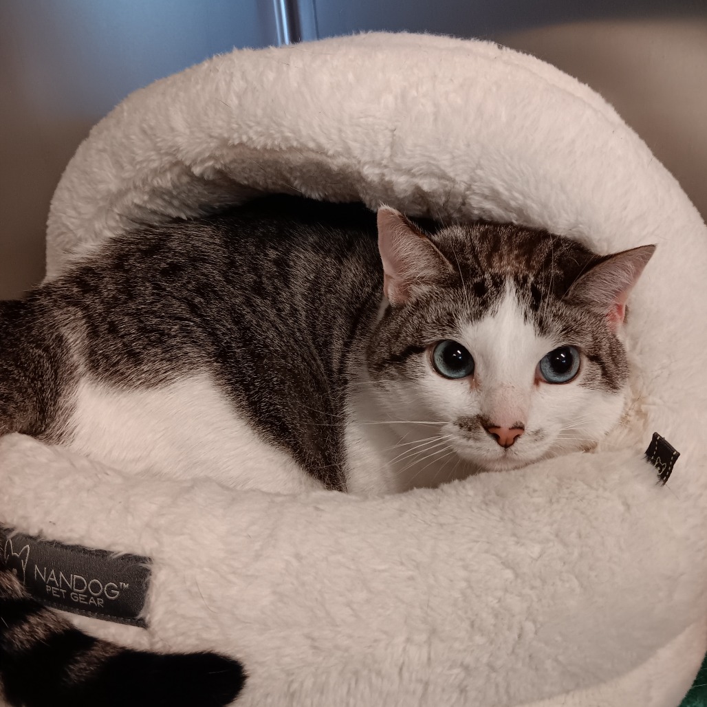 Charlotte Siamese/Mix White