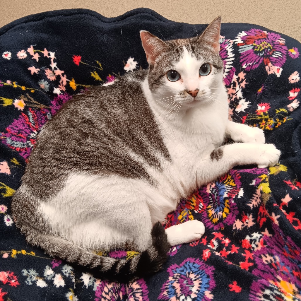 Charlotte Siamese/Mix White