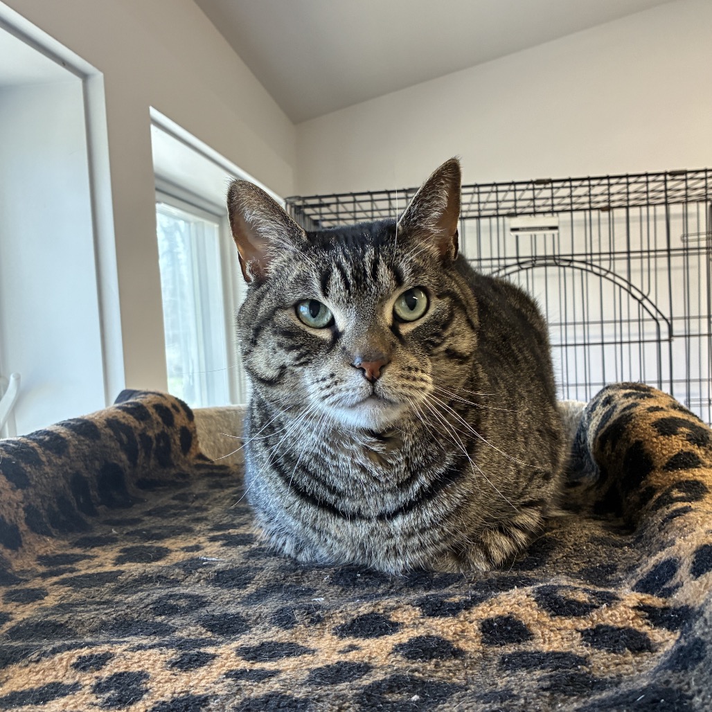 Shadow Domestic Shorthair Brown/Black Tabby