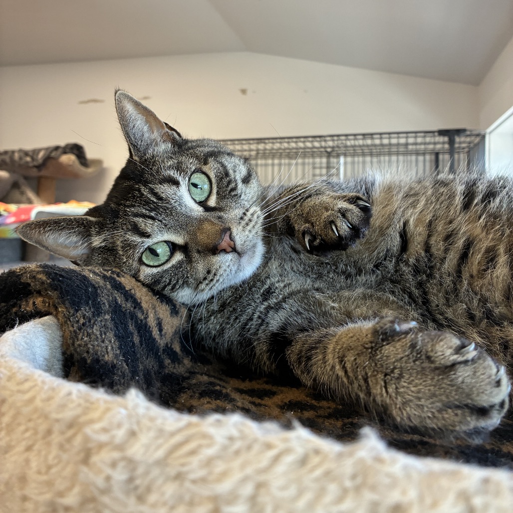 Shadow Domestic Shorthair Brown/Black Tabby