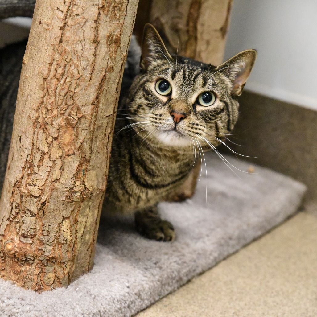 Shadow Domestic Shorthair Brown/Black Tabby